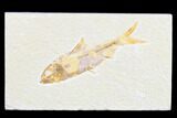 Bargain Fossil Fish (Knightia) - Wyoming #173745-1